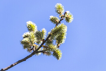 Trees sprout new leaves in spring. Sunny day in April