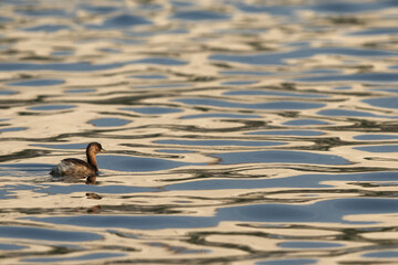 Little grebe and beautiful reflection on water at Tubli bay, Bahrain