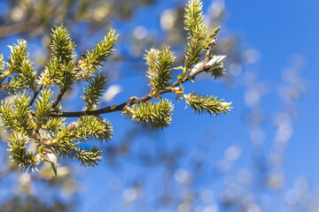 Trees sprout new leaves in spring. Sunny day in April