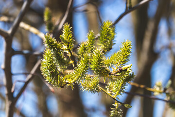 Trees sprout new leaves in spring. Sunny day in April