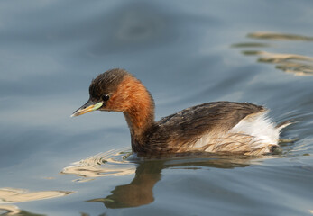 Closeup of a Little grebe at Tubli bay, Bahrain