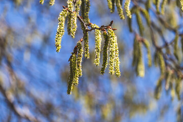 Trees sprout new leaves in spring. Sunny day in April