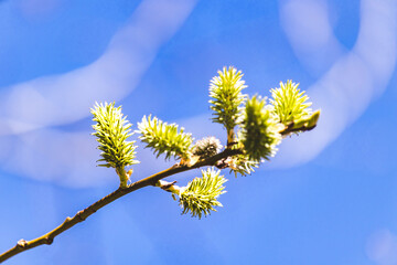 Trees sprout new leaves in spring. Sunny day in April