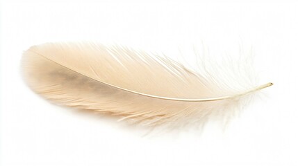 Obraz premium Elegant Beige Feather on White Background - Professional Stock Photo