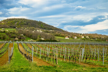 Fototapeta premium Spring vineyard on hillside with rural houses and forest 