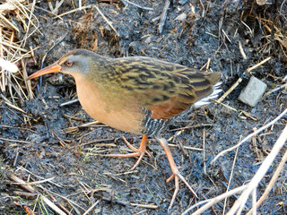 Virginia Rail in the marsh during the Spring season