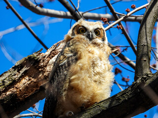Young Great Horned Owl out exploring his new world on a lovely sunny morning 