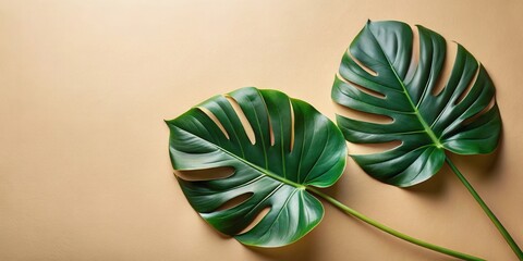 Obraz premium Vibrant Green Tropical Leaves Arranged on a Soft Beige Background, Offering a Serene and Natural Aesthetic for Design Projects