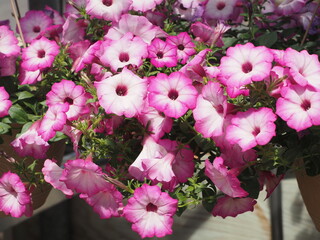 Flowers are on display at the garden center.