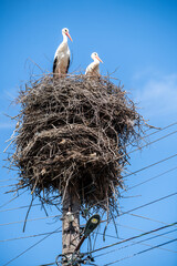 Couple of storks in the nest