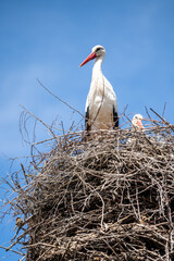Couple of storks in the nest