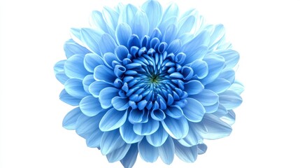 Obraz premium Light Blue Chrysanthemum Flower Close Up