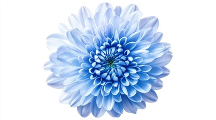Obraz premium Light Blue Chrysanthemum Flower Close Up White Background