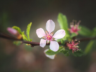 Sakura branch with selective focus and beautiful bokeh.