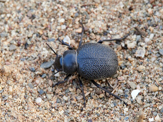 Black beetle on beach sand. Pimelia genus.