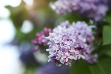 Blooming lilac flowers with sunlight, against blue sky. Spring background. Branch with lilac spring flowers, bright flowers of spring lilac bush, soft focus, close-up.