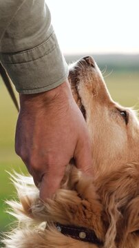 male dog handler walks with dog sunset, pet domestic pet sunset, recreation, sunshine, peaceful, man, session, attentive, sunset scenery with dog, sunset dog walking, pet owner lifestyle