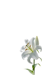 Naklejka premium Elegant White Calla Lily on Transparent Background – Realistic High-Quality Flower Illustration for Sympathy, Memorial, Wedding, or Thank You Designs.