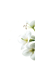 Elegant White Calla Lily on Transparent Background – Realistic High-Quality Flower Illustration for Sympathy, Memorial, Wedding, or Thank You Designs.