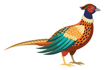 pheasant isolated on white background.