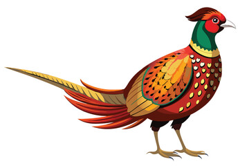 pheasant isolated on white background.