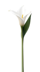 Fototapeta premium Elegant White Calla Lily on Transparent Background – Realistic High-Quality Flower Illustration for Sympathy, Memorial, Wedding, or Thank You Designs.