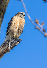 red-shouldered hawk (Buteo lineatus) 