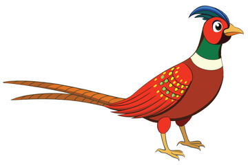 pheasant isolated on white background.