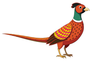 pheasant isolated on white background.