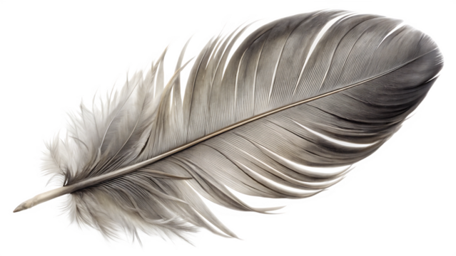 Real grey bird feather isolated on white background PNG