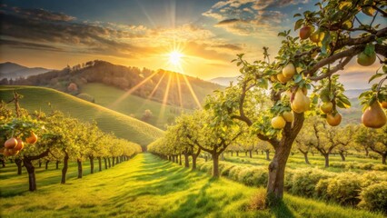 Golden Hour Orchard Rows of Fruit Trees Bask in the Warm Sunset Glow, Casting Long Shadows Across Lush Green Hills