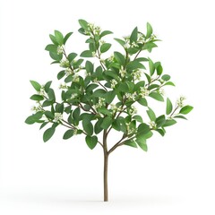 Small flowering shrub with vibrant green leaves.