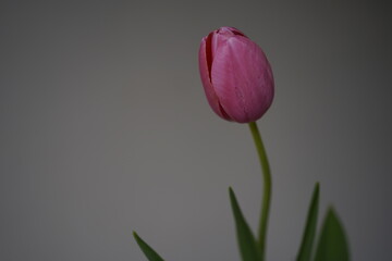 minimalistic image of a pink tulip in front of grey background