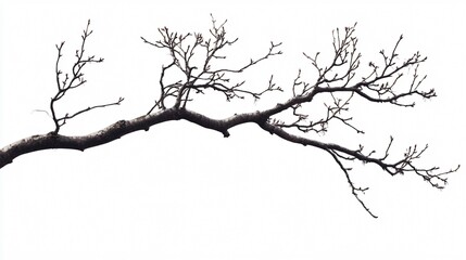 Obraz premium Detailed Tree Branch Isolated on Transparent and White Background