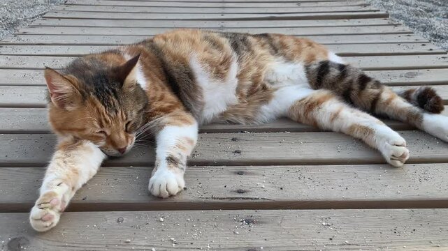 Eine Katze am Strand