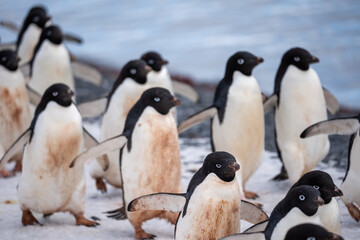group of emperor penguins