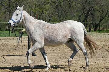 Obraz premium Harmony of movement. A white dappled horse runs in a circle
