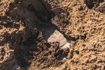 Detail of tafoni which are cavities that develop in granular rock