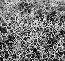 Abstract black and white photo showing a close-up of the structure of a coastal plant
