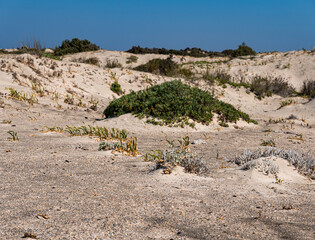 Individual pioneer plants on a sandy site located on the Mediterranean coast