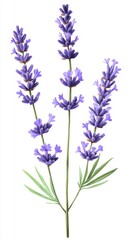 Obraz premium Three Lavender Sprigs on White Background
