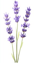 Naklejka premium Three Purple Lavender Sprigs on White Background