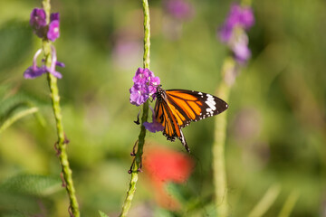 butterfly on flower
