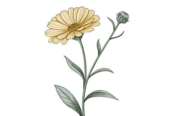 Minimal Single Marigold Line Art