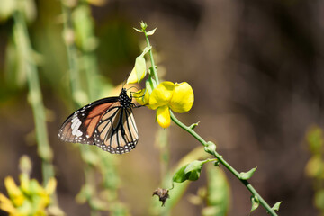 butterfly on flower