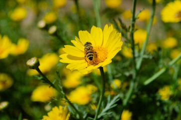 Honeybee Collecting Pollen on Bright Yellow Flowers in Spring Garden