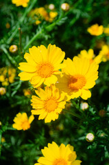 Bright Yellow Wild Daisies Blooming in Sunlight Vibrant Nature Flower Photography