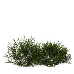 Dense Green Shrubs Isolated on Transparent Background for Landscape and Architecture Visualization