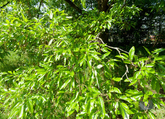 Lebanon oak (Quercus libani). Mediterranean tree with leathery, sharp and slender bright green leaves, margins slightly pointed and long filamentous golden-yellow flowers in early-spring
