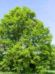 (Quercus libani) Lebanon Oak. Tree with round crown. Dense thin olive-brown twigs clothed with filamentous golden flowers and lanceolate shiny green leaves, heart-shaped base with sharp teeth